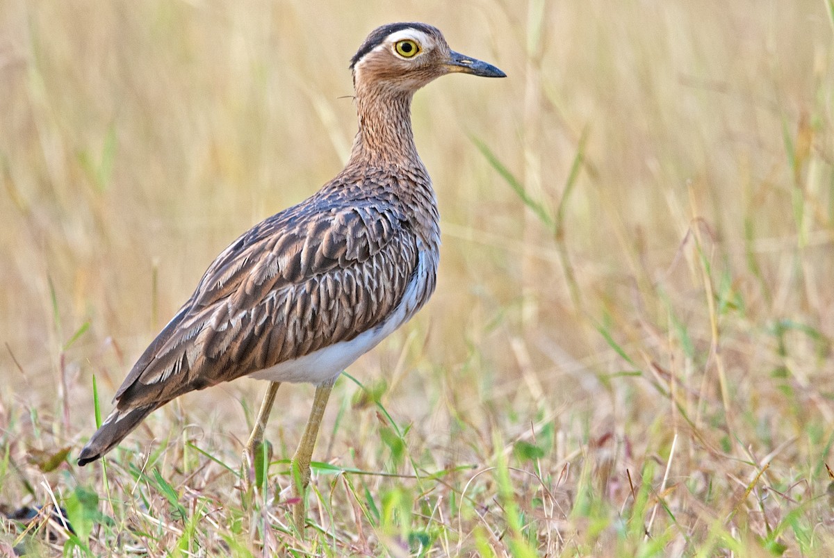 Double-striped Thick-knee - ML203817361