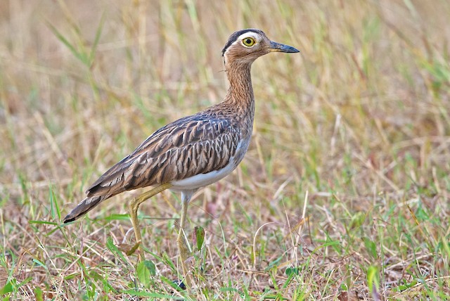 Alcaravan Venezolano Ebird