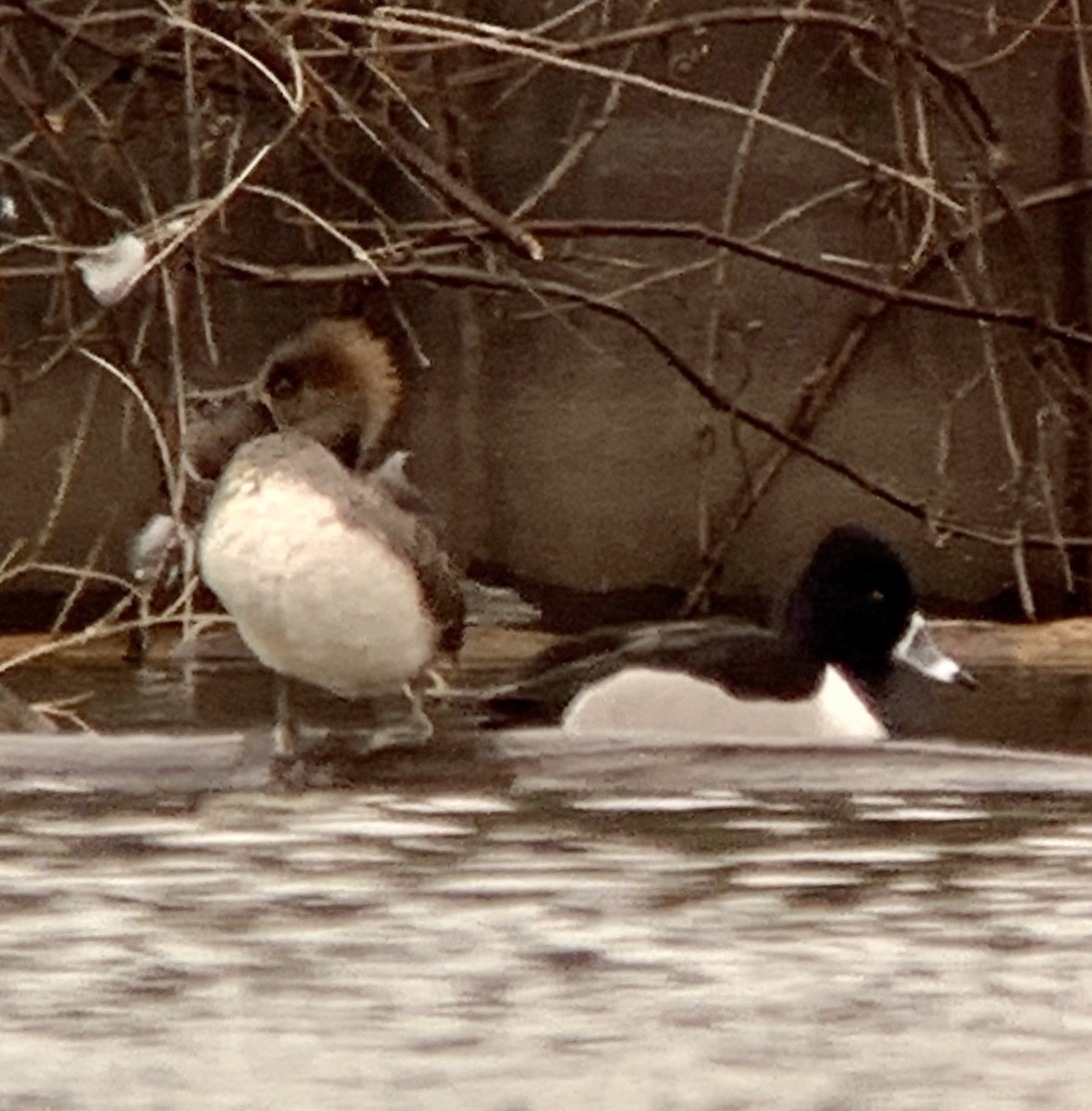 Ring-necked Duck - Lenore Charnigo