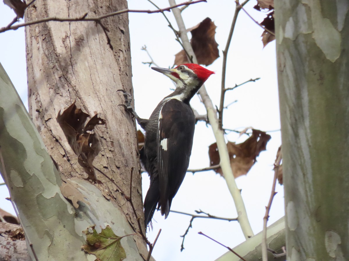 Pileated Woodpecker - ML203818311