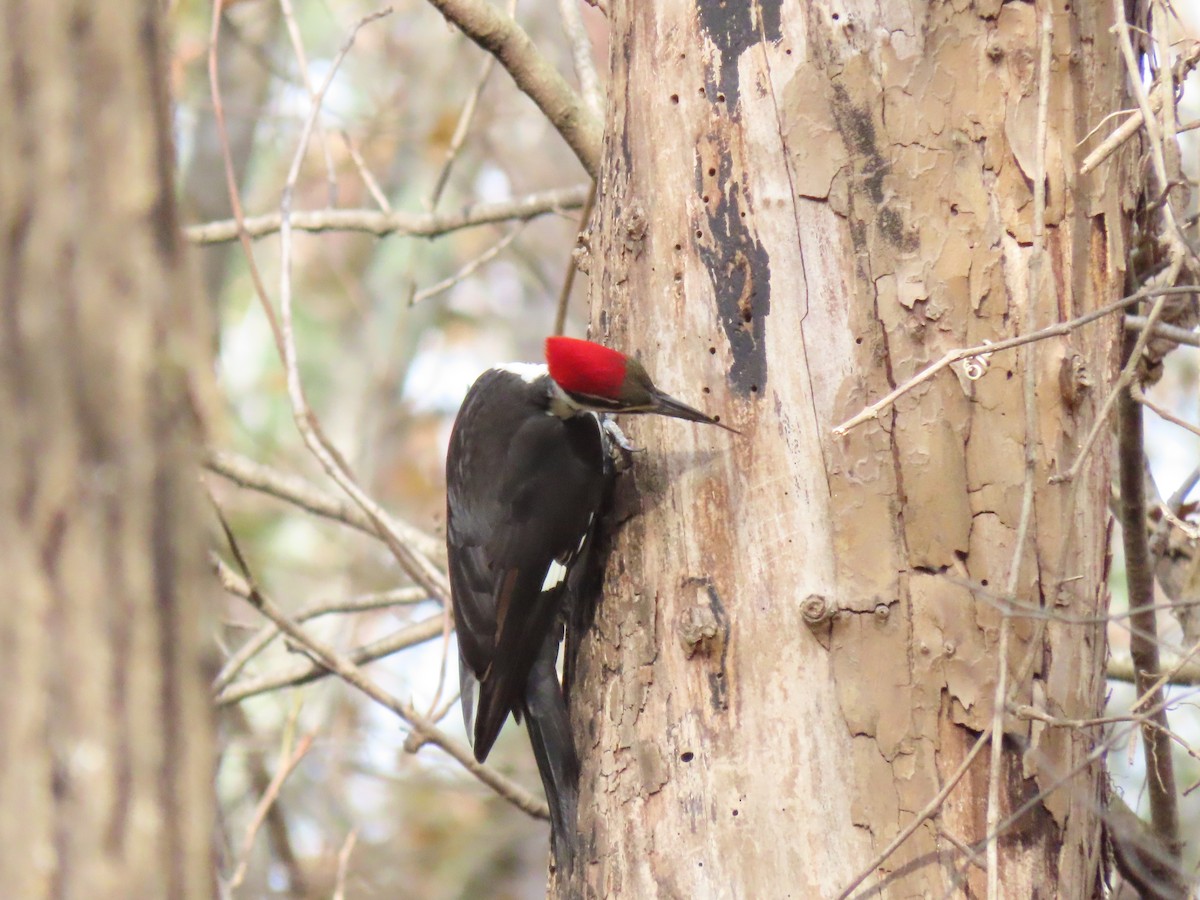 Pileated Woodpecker - ML203818321