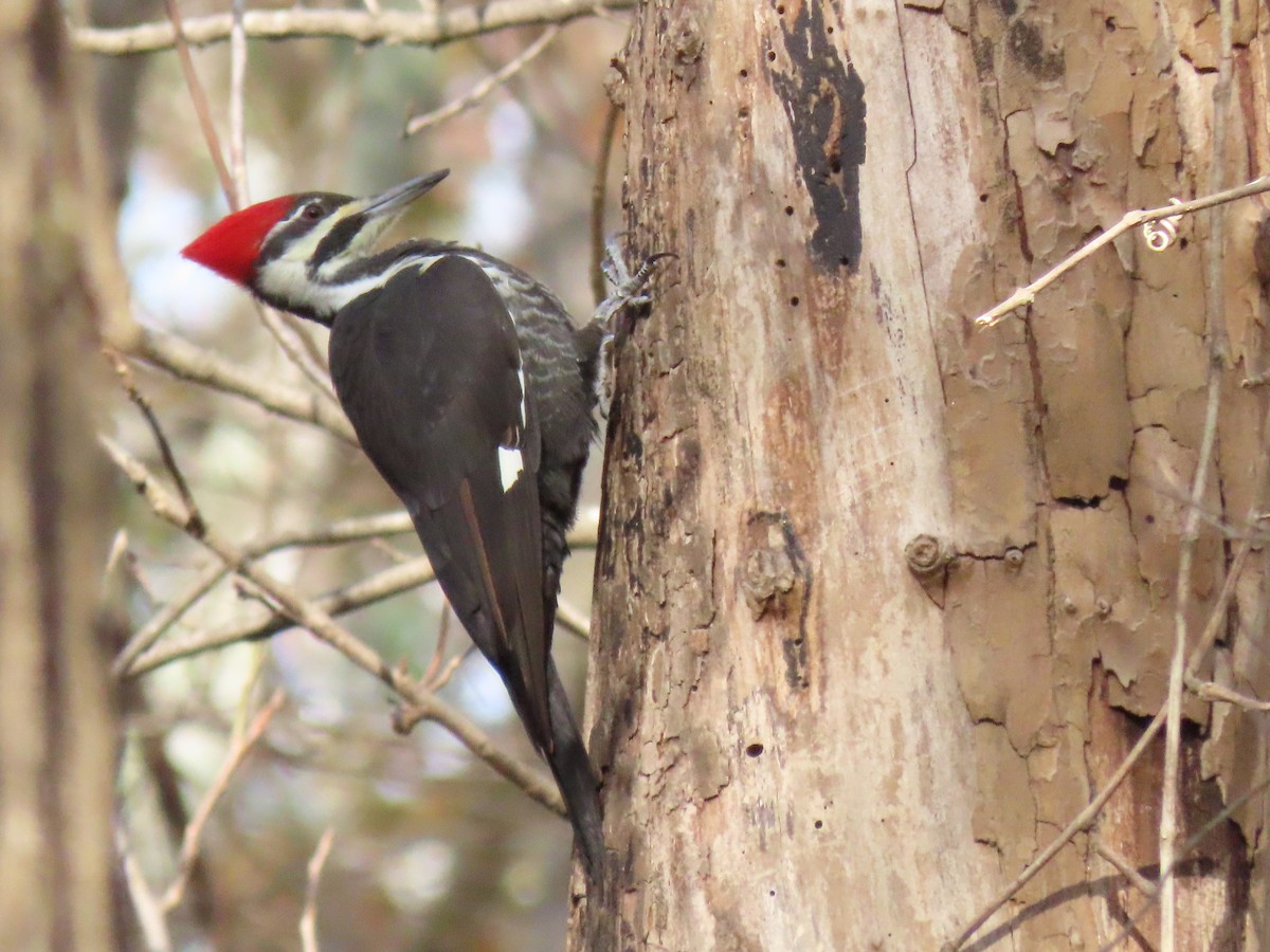 Pileated Woodpecker - ML203818341