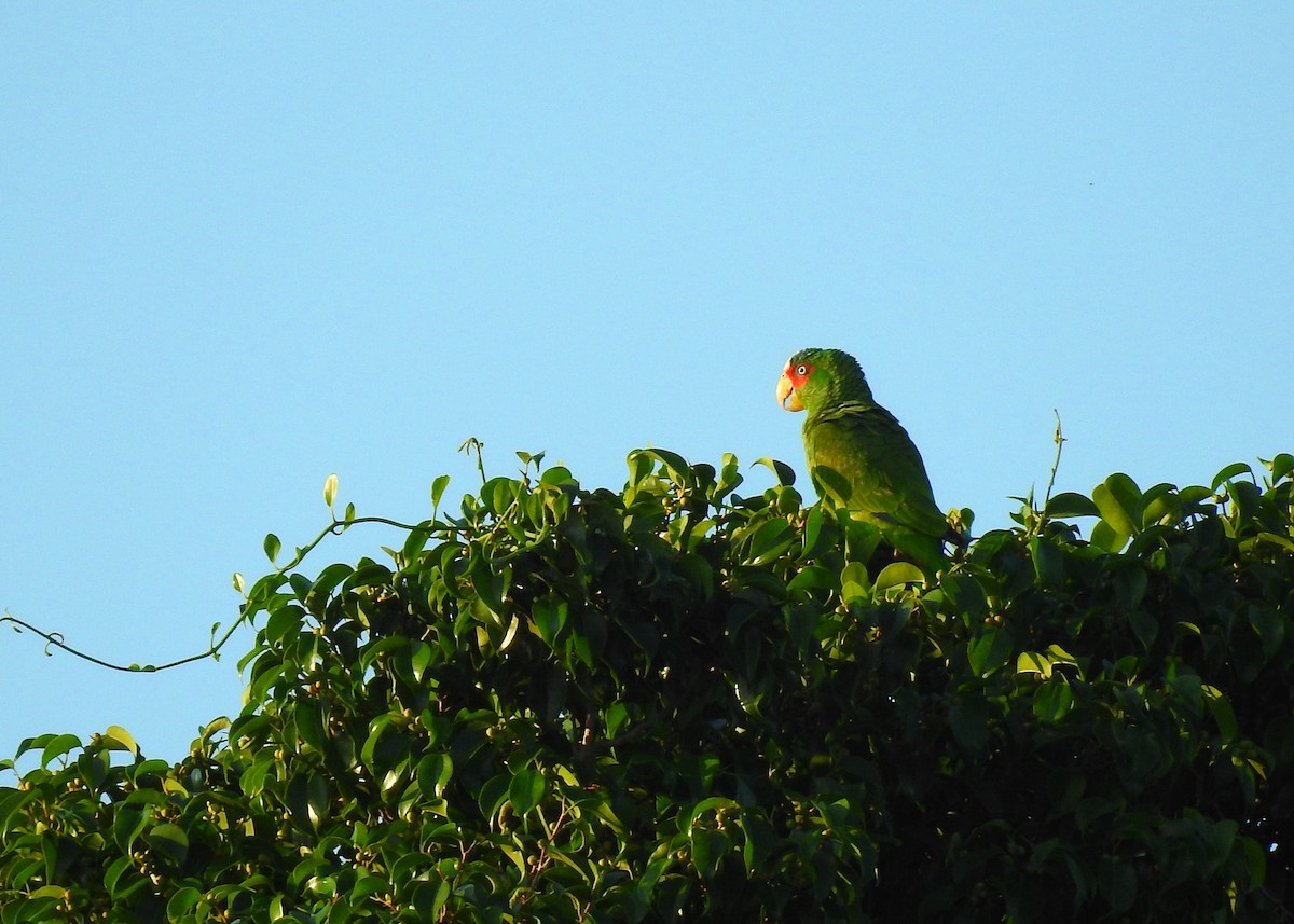 White-fronted Parrot - Mark Smiles
