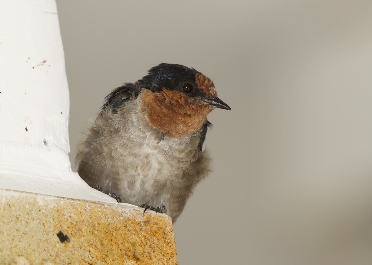 Pacific Swallow - ML203818791
