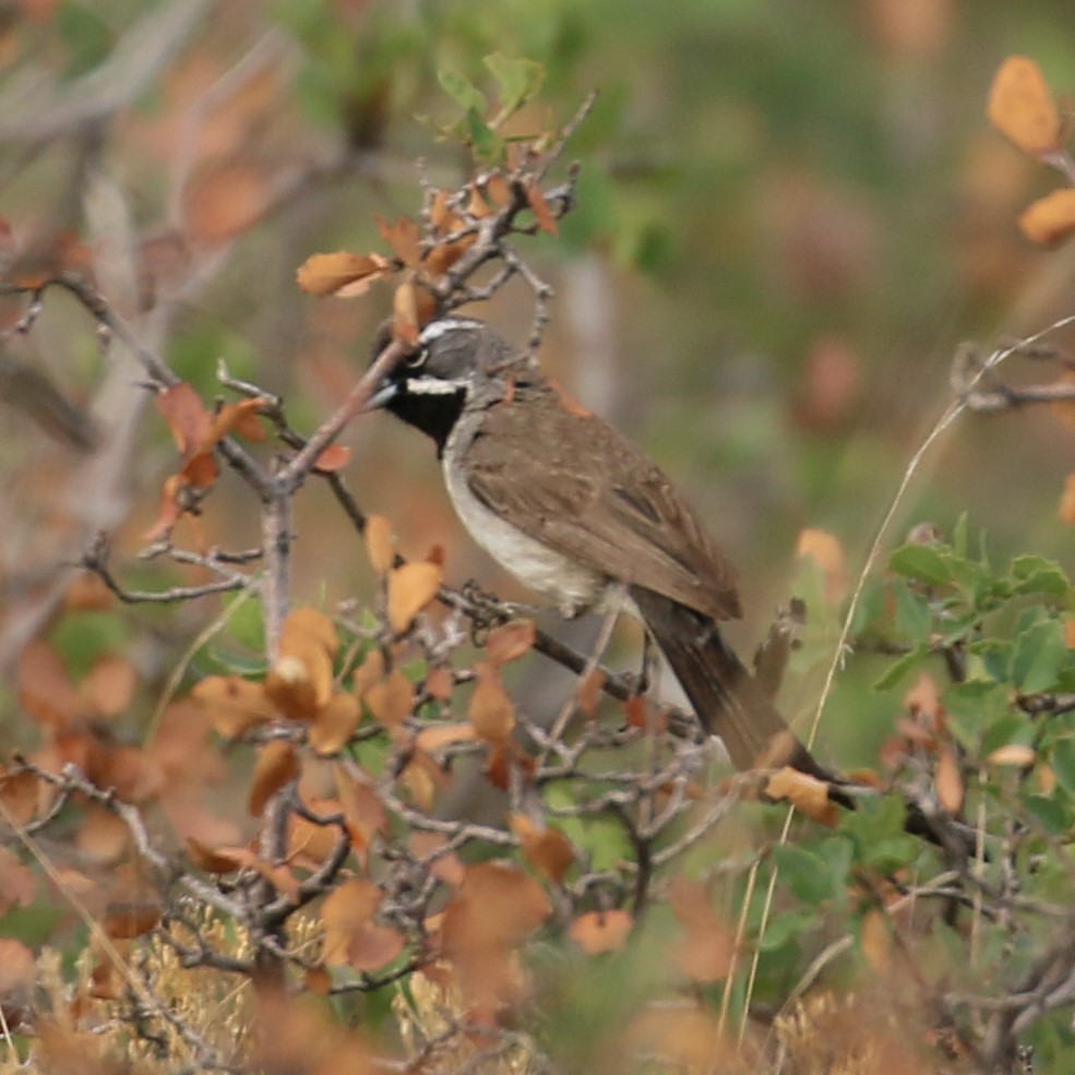 Black-throated Sparrow - ML203820871