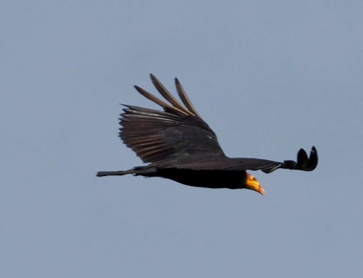 Greater Yellow-headed Vulture - ML203823811