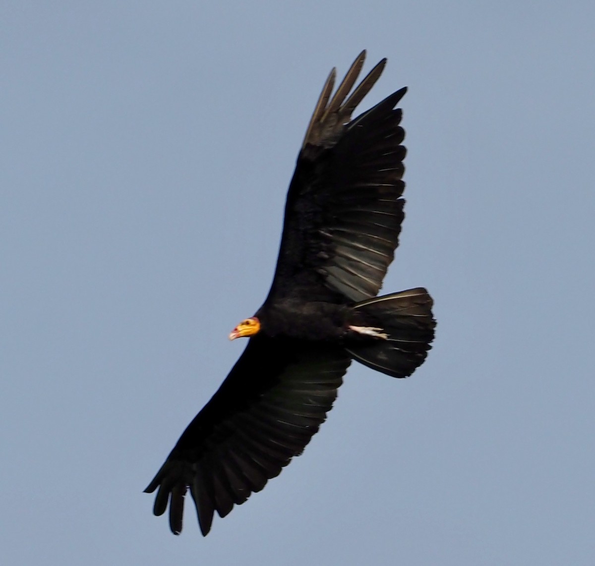 Greater Yellow-headed Vulture - ML203824111