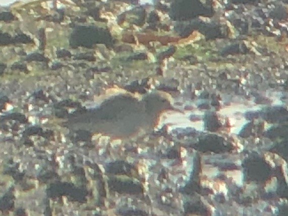Buff-breasted Sandpiper - Chris Brown