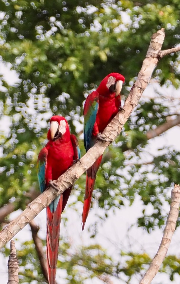 Red-and-green Macaw - ML203824411