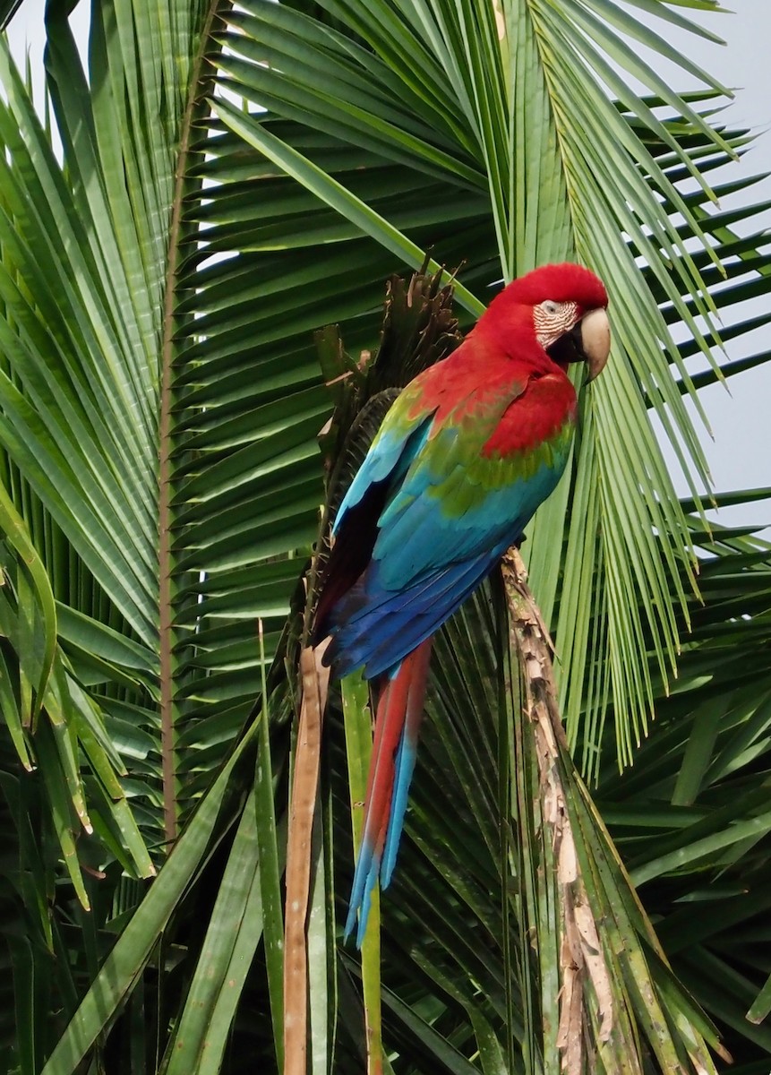 Red-and-green Macaw - ML203824721