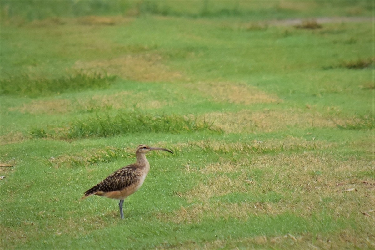 Bristle-thighed Curlew - ML203826951