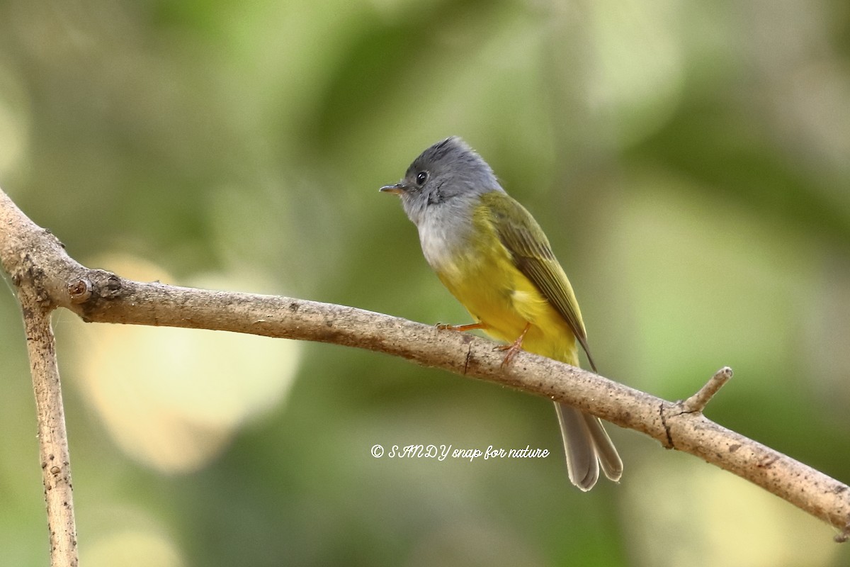Gray-headed Canary-Flycatcher - Dr.Sandip  Modi