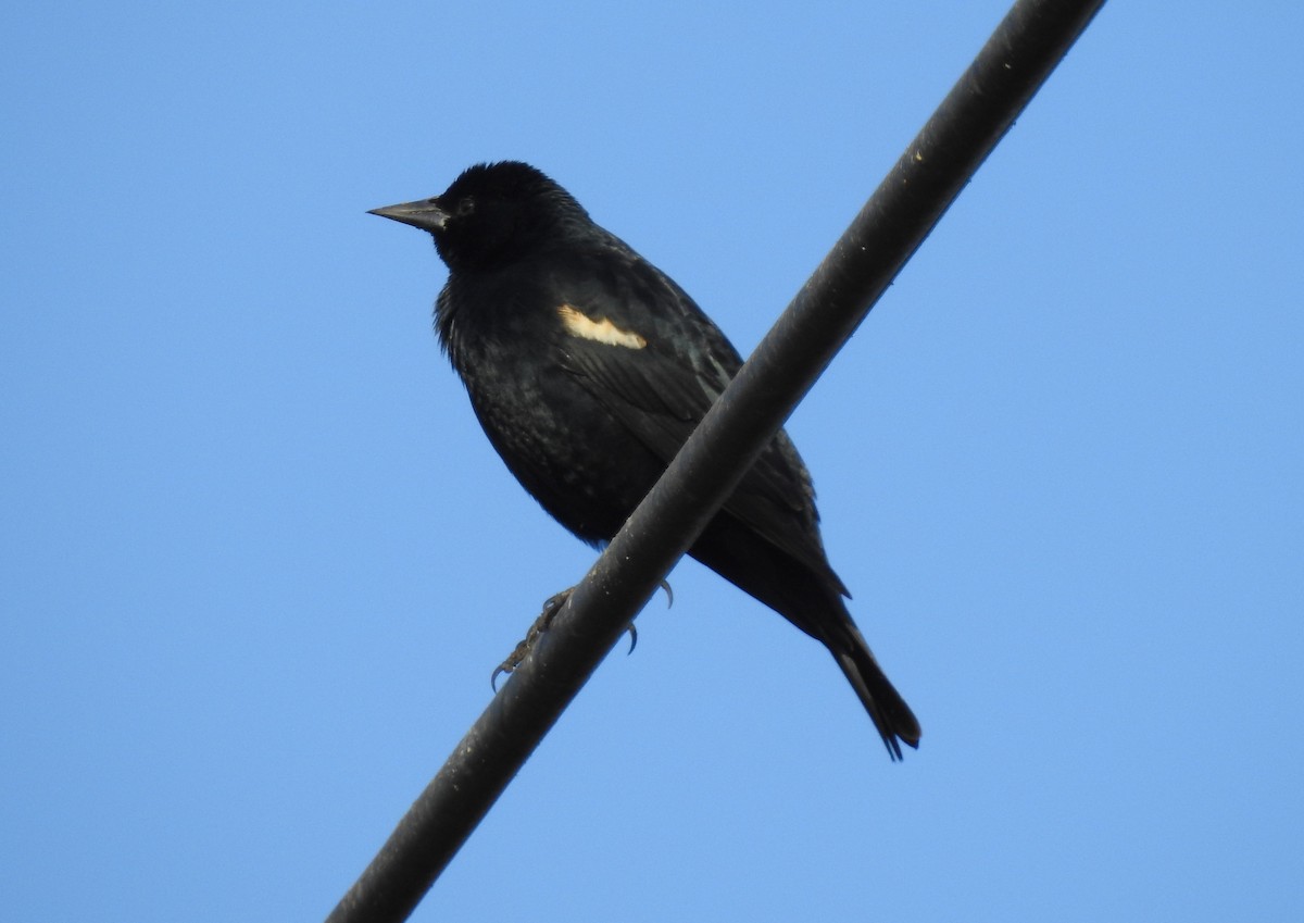 Tricolored Blackbird - ML203828741