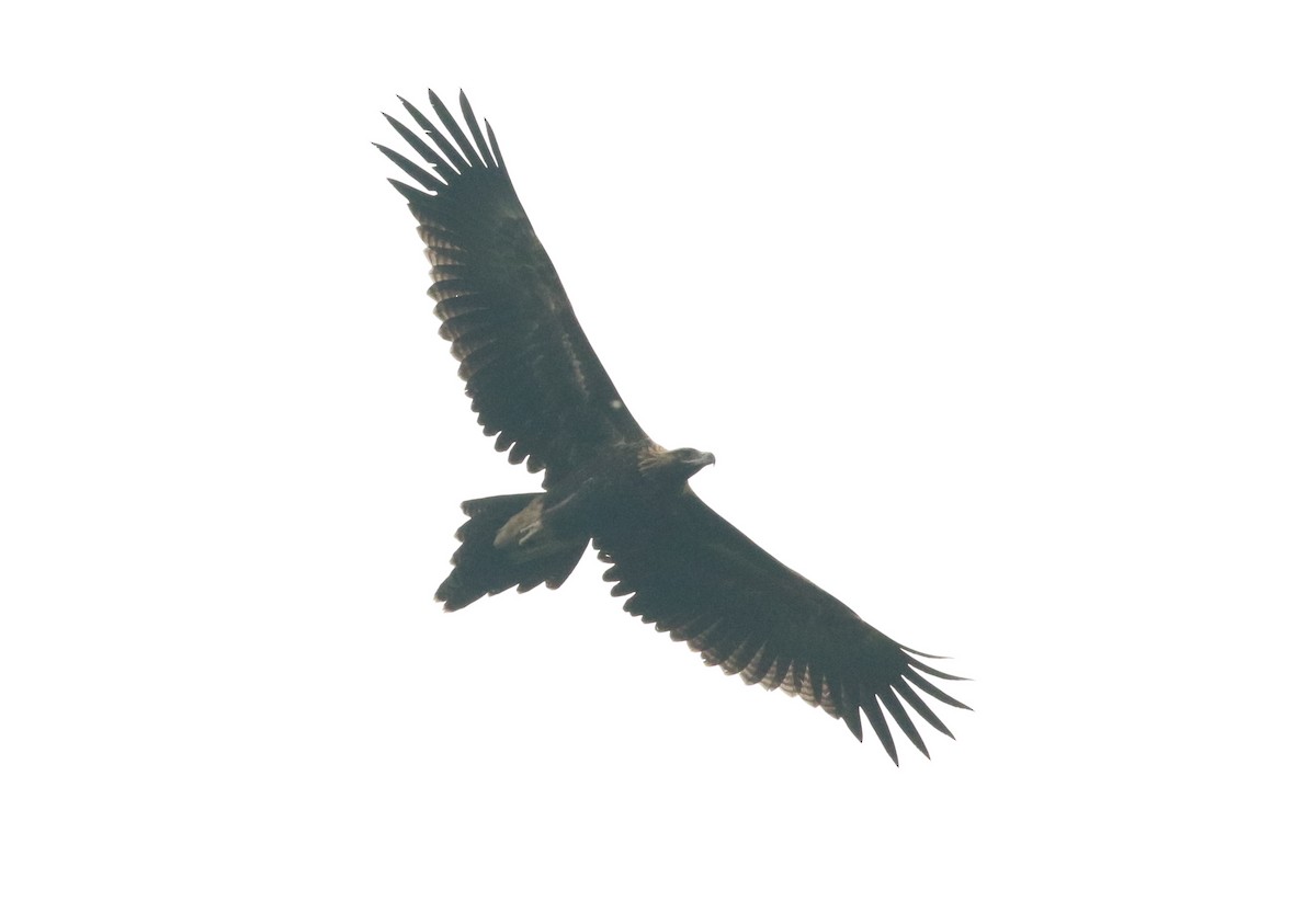 Wedge-tailed Eagle - Martin Allen