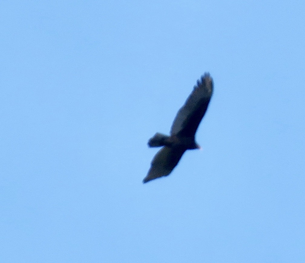 Turkey Vulture - ML203832101