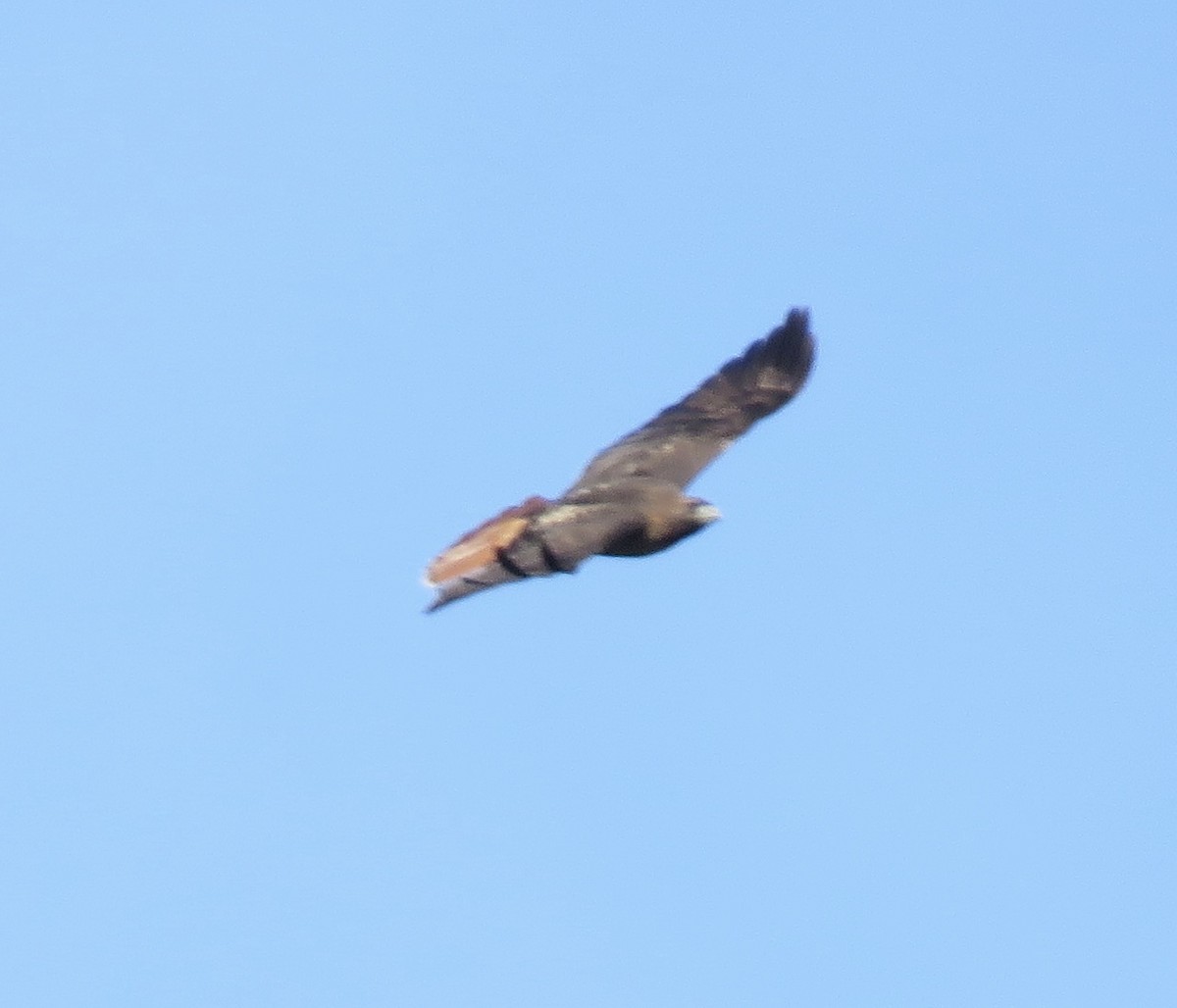 Red-tailed Hawk - ML203832161