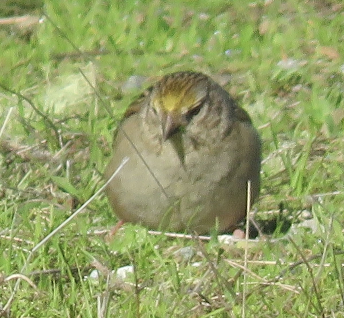 Golden-crowned Sparrow - ML203832321