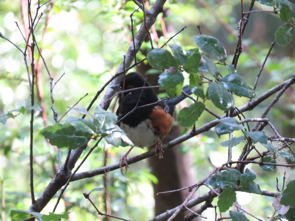 Spotted Towhee - ML203832441