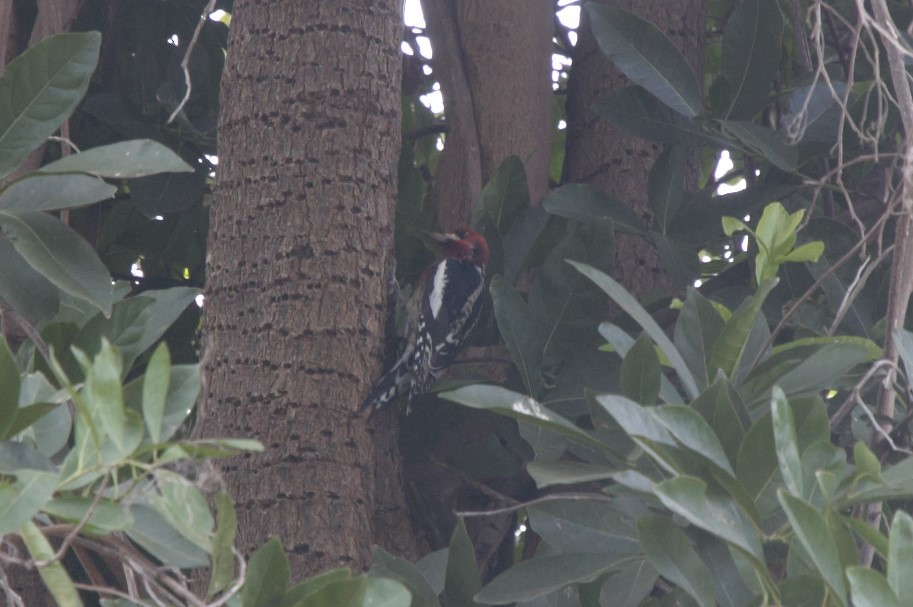 Red-breasted Sapsucker - ML203833461