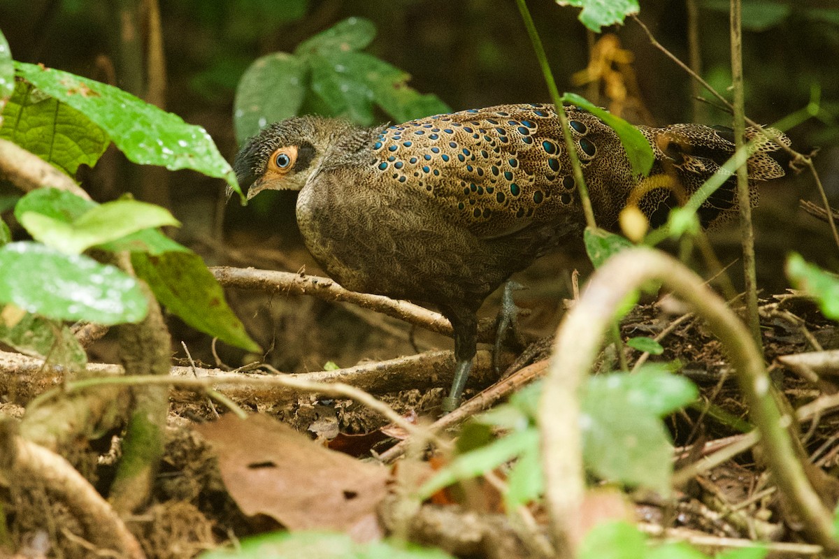 Malayan Peacock-Pheasant - ML203837961