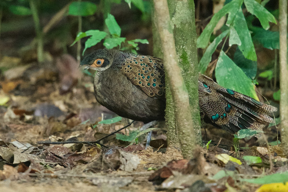 Malayan Peacock-Pheasant - ML203837971