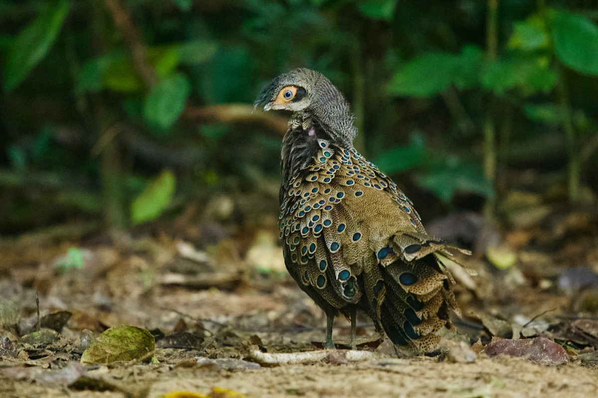 Malayan Peacock-Pheasant - Qin Huang