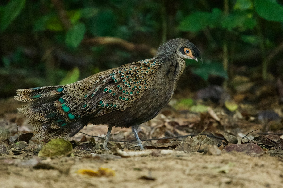 Malayan Peacock-Pheasant - ML203837991