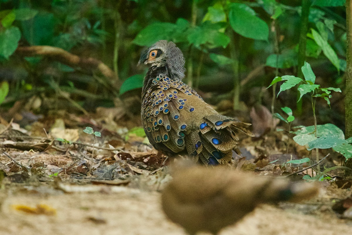 Malayan Peacock-Pheasant - ML203838001