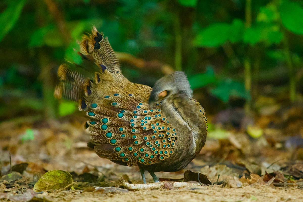 Malayan Peacock-Pheasant - ML203838011