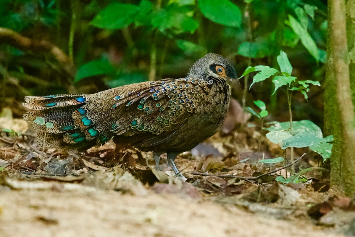 Malayan Peacock-Pheasant - ML203838021