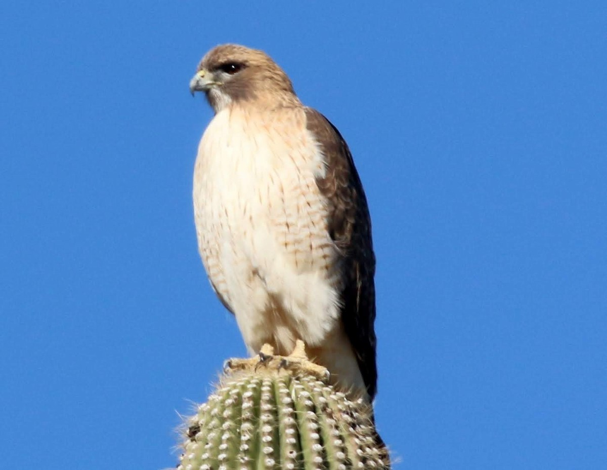 Red-tailed Hawk - sam hough