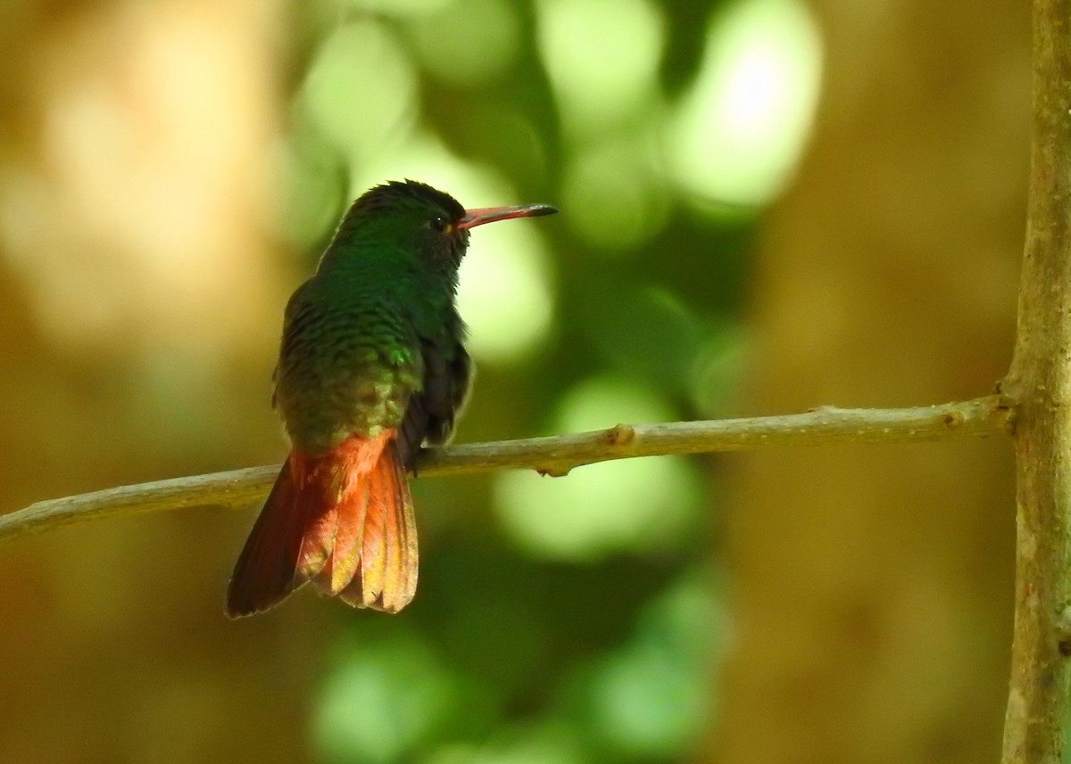 Rufous-tailed Hummingbird - Mark Smiles