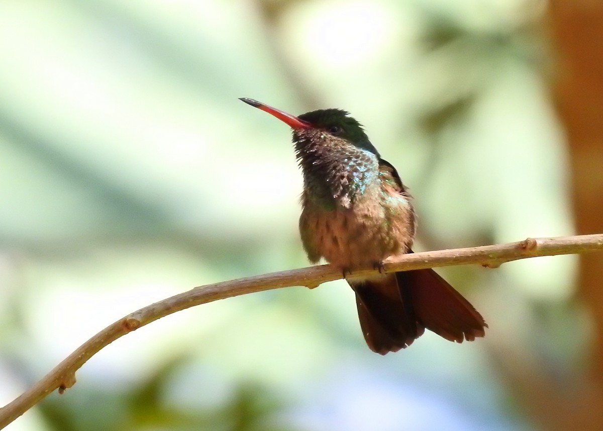 Rufous-tailed Hummingbird - ML203839811