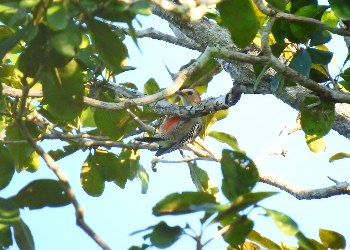 Yucatan Woodpecker - Mark Smiles