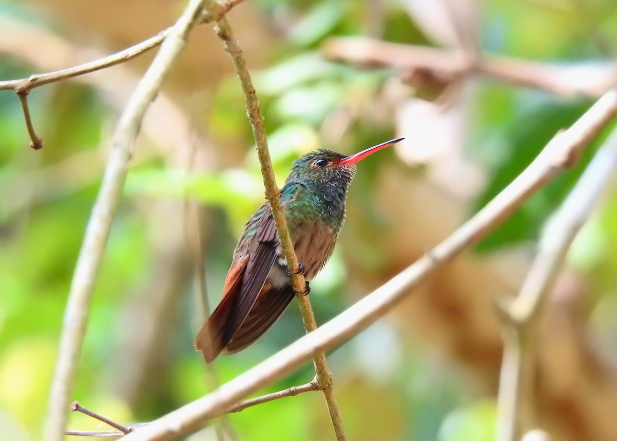 Rufous-tailed Hummingbird - ML203842431