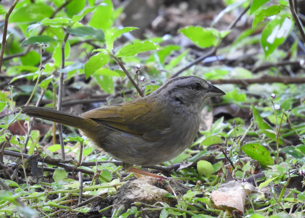 Green-backed Sparrow - ML203842531