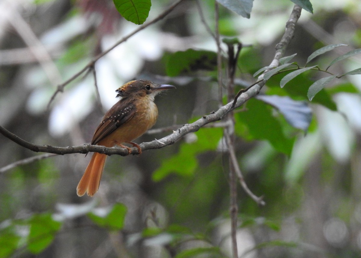 Tropical Royal Flycatcher (Northern) - ML203843051