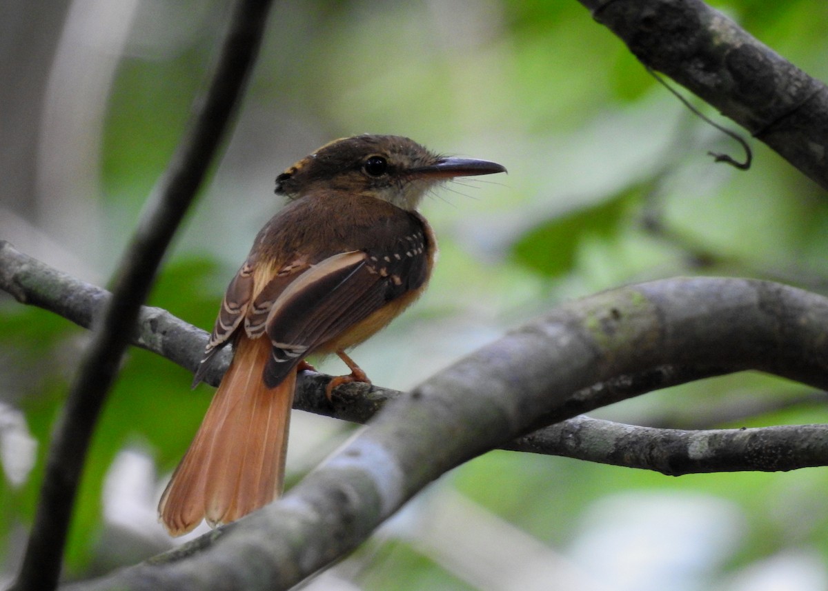 Tropical Royal Flycatcher (Northern) - ML203843571