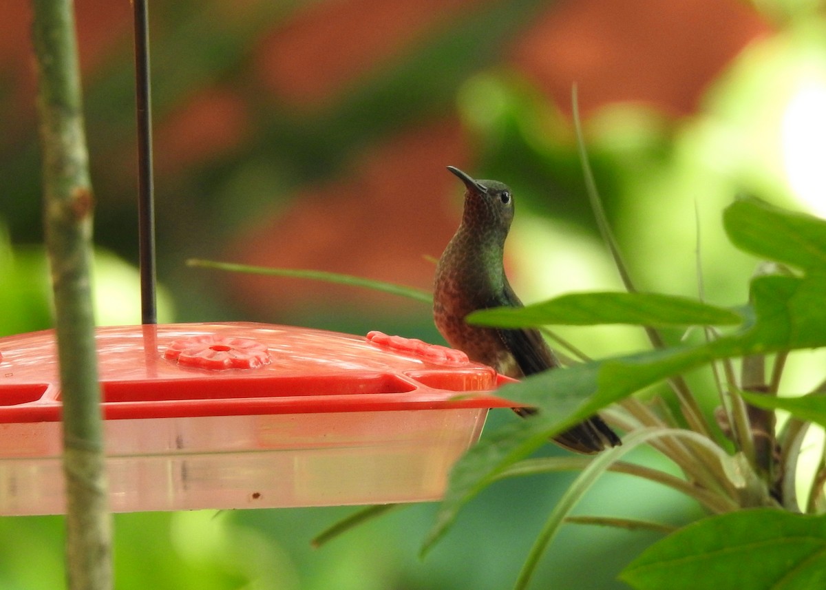 Scaly-breasted Hummingbird - ML203843621