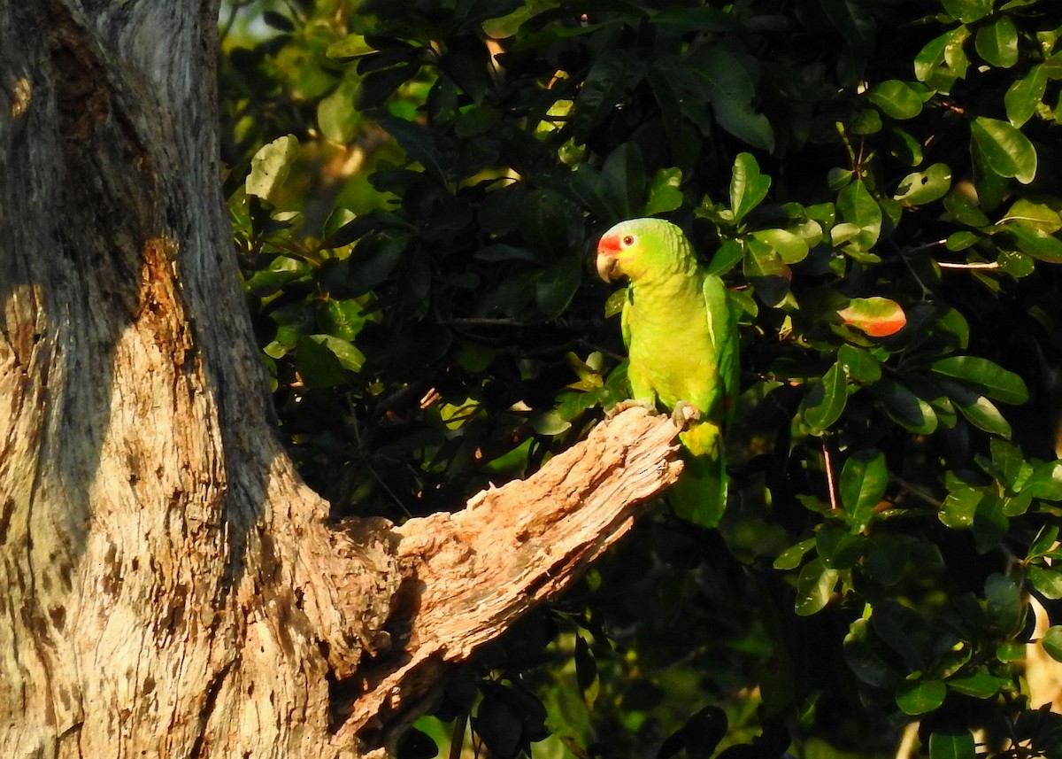 Red-lored Parrot (Red-lored) - ML203844791