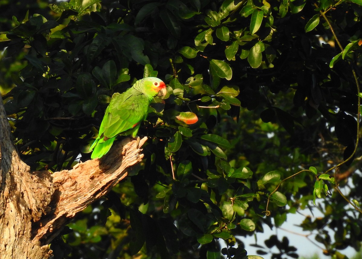 Red-lored Parrot (Red-lored) - Mark Smiles