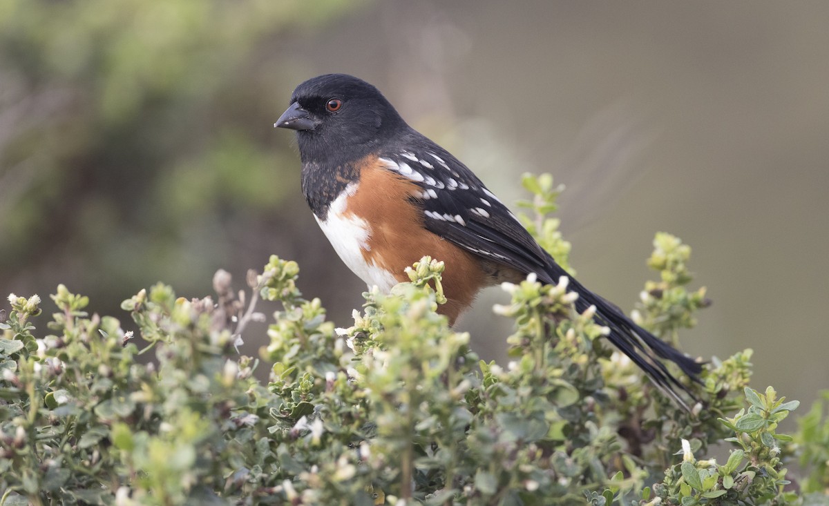 Spotted Towhee - ML20384491