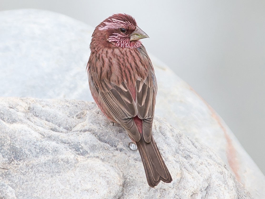 ヒマラヤマシコ Ebird