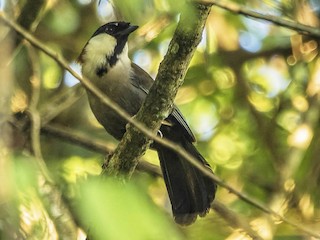  - Chestnut-backed Laughingthrush