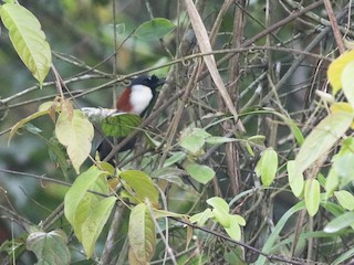  - Chestnut-backed Laughingthrush