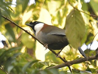  - Chestnut-backed Laughingthrush