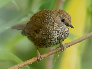  - Chin Hills Wren-Babbler