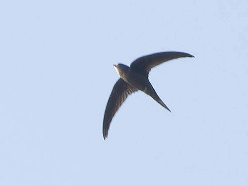 Dark-rumped Swift - Dibyendu Ash