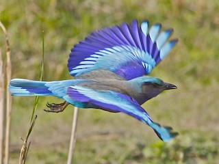 インドシナブッポウソウ - eBird
