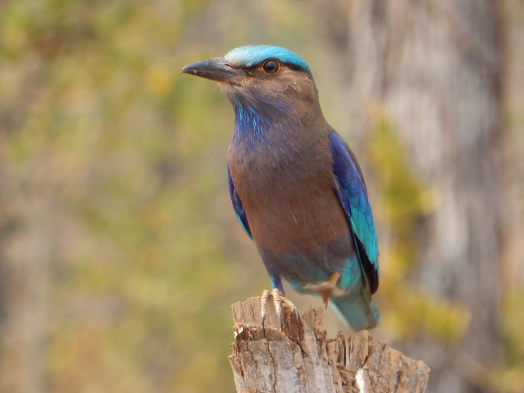 インドシナブッポウソウ Ebird